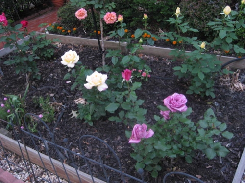 IMG_0961.JPG IMG_0961.JPG